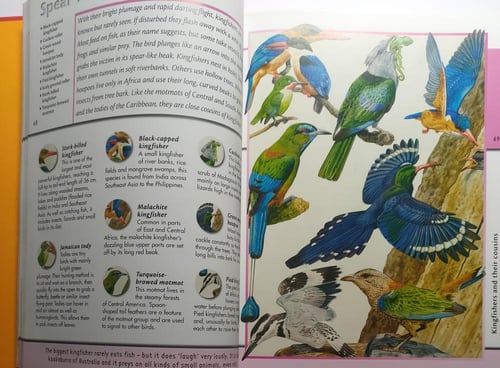 Animal Kingdom. hardcover. 251 page. big size