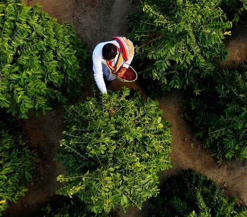 قهوة الباحة - شدا الأعلى مجففة 120 جرام