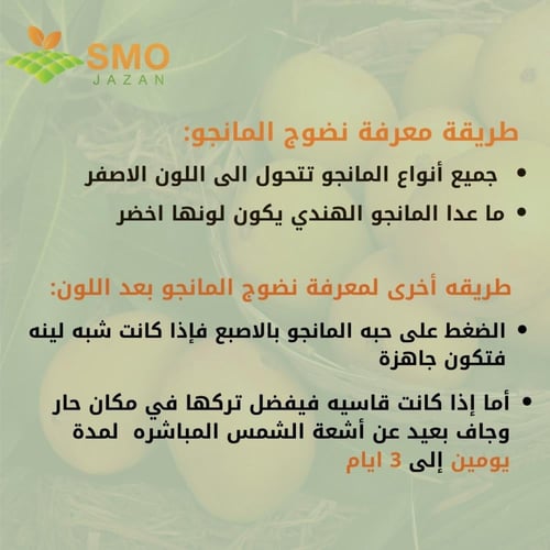 مانجو زبدة هندي كرتون صغير ٣ كيلو