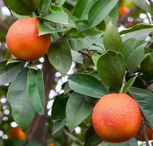 شتلات برتقال ابو دمه blood orange