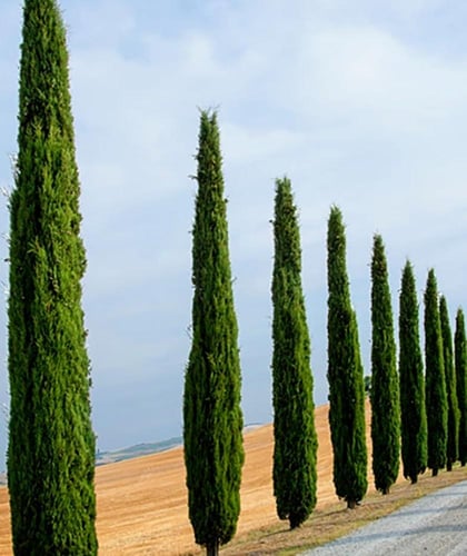 شتلات سرو إيطالي150 سم