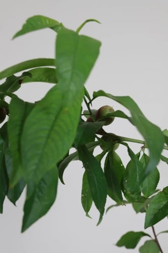 شتلات فاكهة النكتارين مطعمة