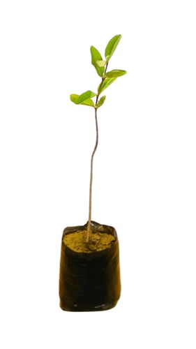 شتلات جوافة حمراء