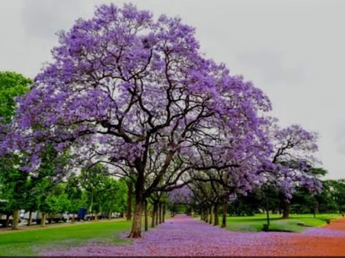 شتلات شجرة الجاكراندا