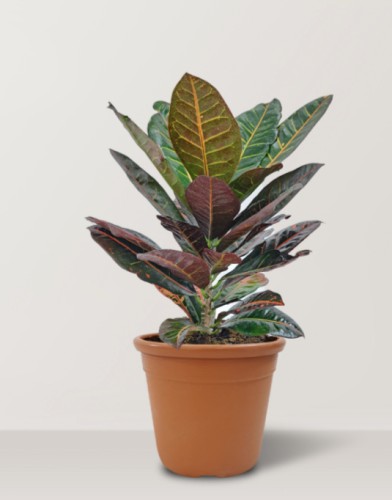 نبات كروتون Codiaeum Variegatum Pictum