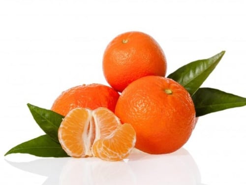 شتلات يوسفي مغربي