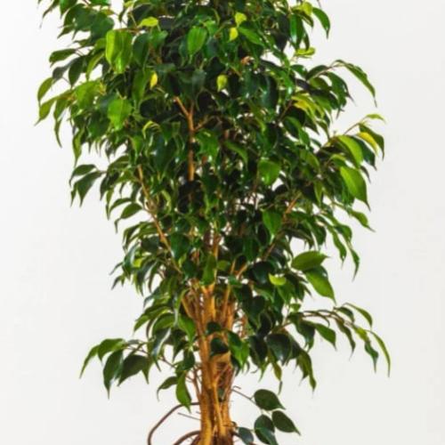 فيكس بنجامينا