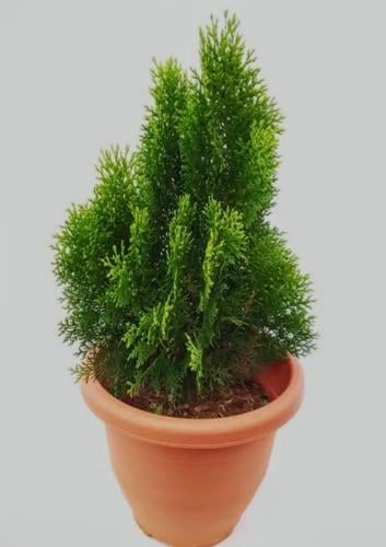 شتلات تويا مركن 30