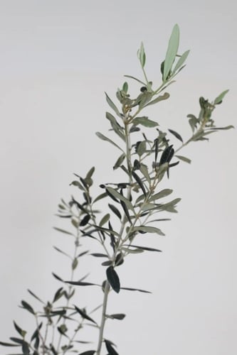 شتلات زيتون نيبالى محسن