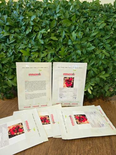 بذور طماطم شهريار هجين محمى (1000 بذرة)