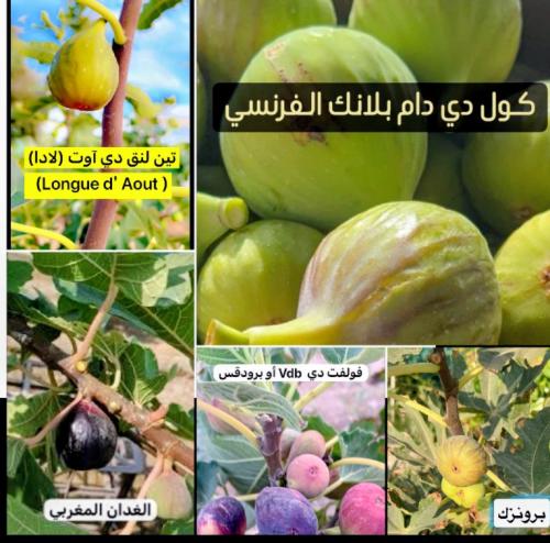 بكج 6 شتلات من أصناف التين النادرة