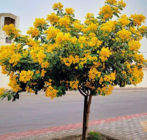 شتلات شجرة أكاسيا جلوكا