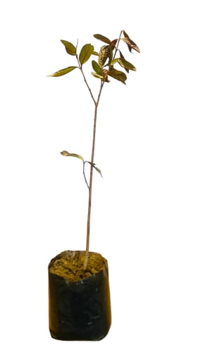 شتلات جوافة سوداء