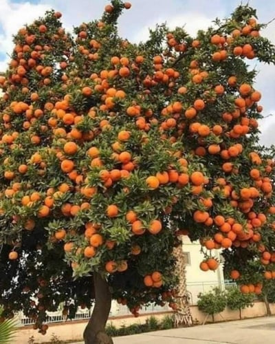 شتلات يوسفي مصري Citrus reticulata