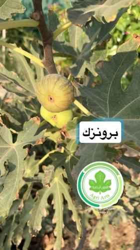 شتلات تين صنف برونزك