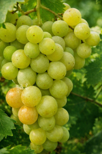 بكج 4 من شتلات العنب