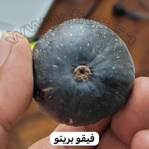 شتلات تين صنف فيقو بريتو