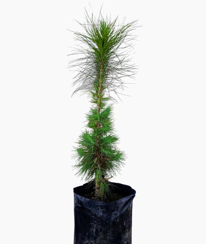 شتلات شجرة الصنوبر