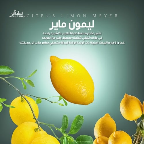 شتلات ليمون ماير ‏Citrus limon meyer