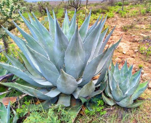 صبار الأجاف Agave Americana
