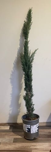 شتلات سرو إيطالي150 سم