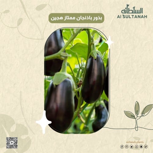 بذور باذجان ممتاز هجين F1 عبوة إقتصادية 25 بذرة