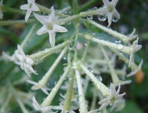 شتلات ملكة الليل ‏Cestrum nocturnum