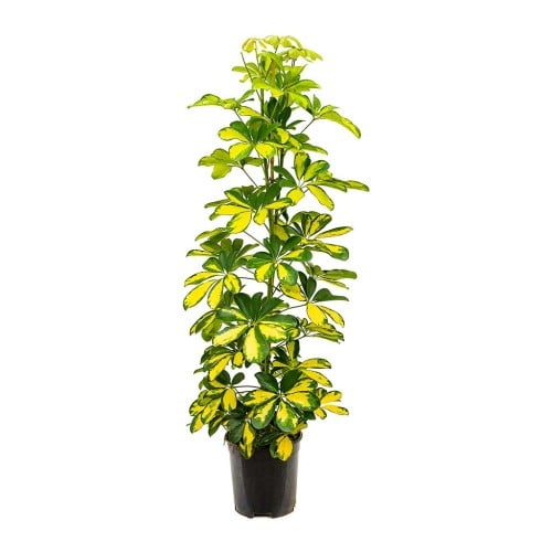 نبات الشفليرا Schefflera