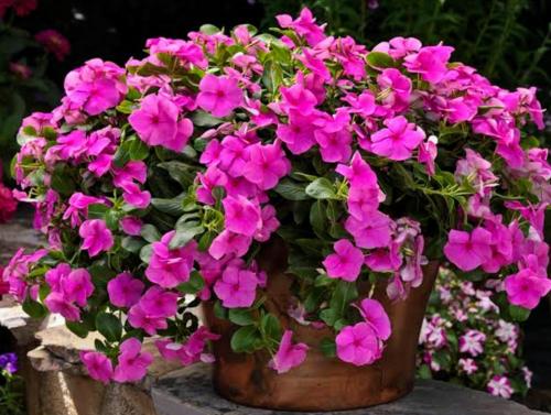 شتلات نبات البفتة Vinca Rosea