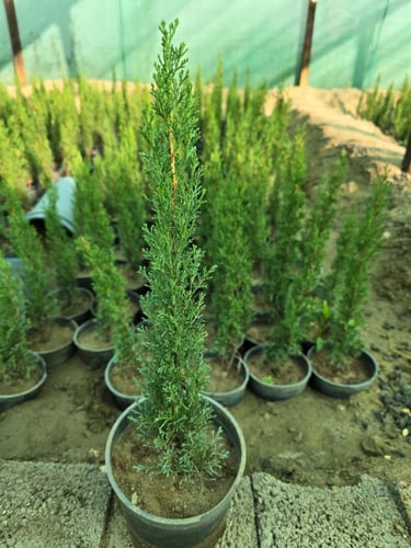 شتلات سرو إيطالي إرتفاع 40 سم