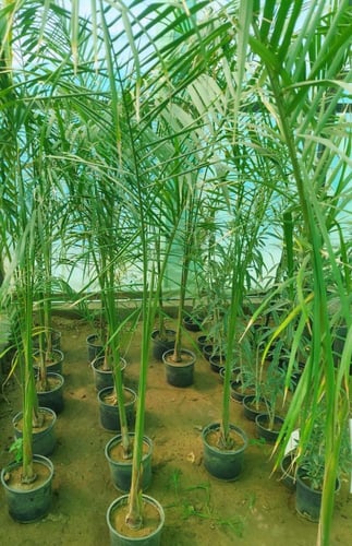 شتلات النخل الملكي