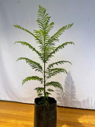 شتلات شجرة الجاكراندا