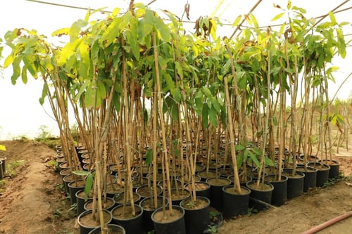 شتلات مانجو سكري مطعمة Mangifera indica