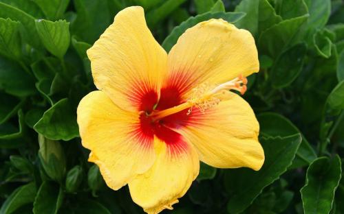 هبسكس أصفر Hibiscus Rosa Sinensis