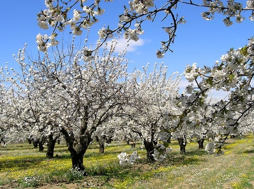 شتلات اللوز البجلى prunus dulcis