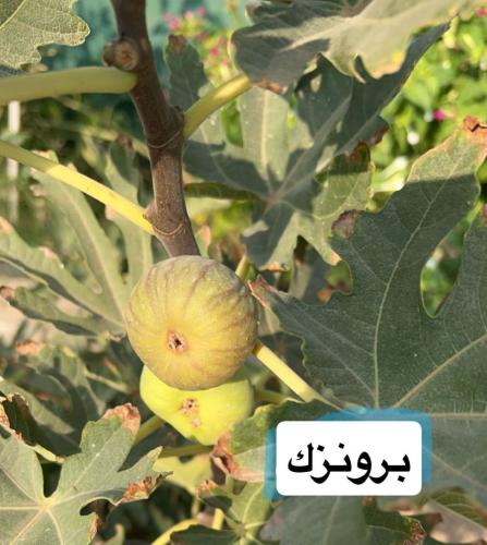 مجموعة 6 شتلات من أصناف التين النادرة