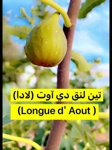 بكج خمسة شتلات من أصناف التين النادرة