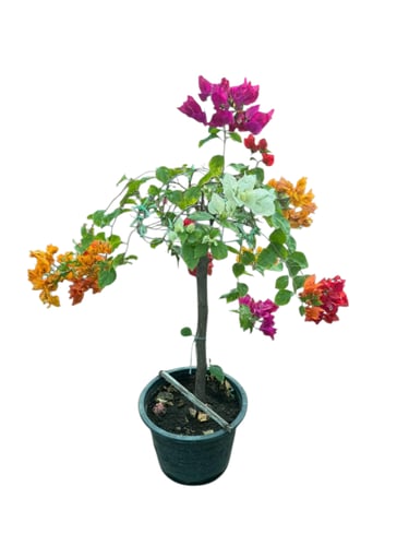 شتلات جهنمية تايلاندية