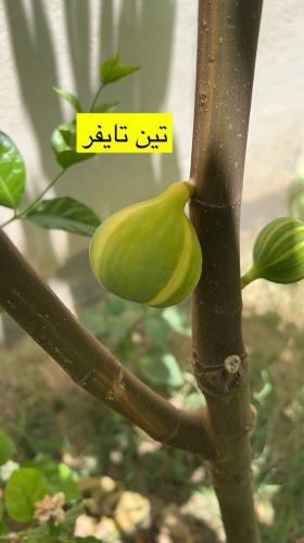 شتلات تين صنف تايجر أخضر