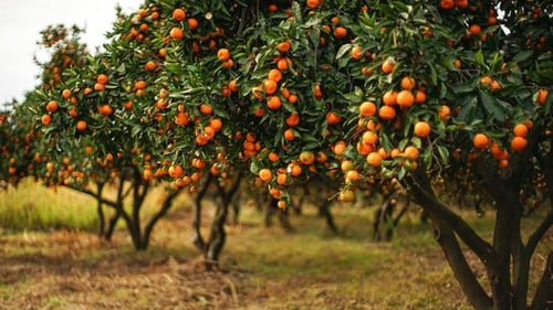 شتلات برتقال ملكي (كيمكوات)