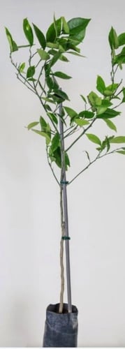 شتلات ليمون كافيار