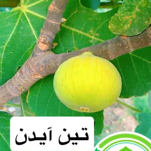 شتلة تين صنف آيدن
