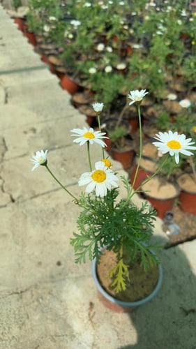 شتلات زهور المارجريتا ( بيضاء)