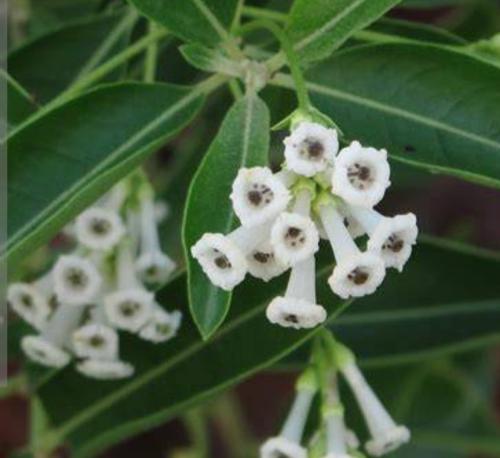 شتلات ملكة النهار