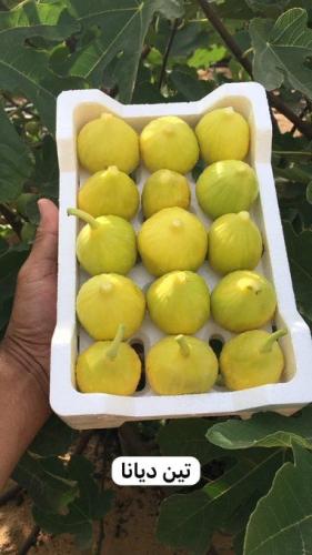 شتلات تين صنف ديانا