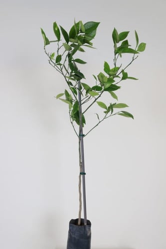 شتلات يوسفي مصري Citrus reticulata