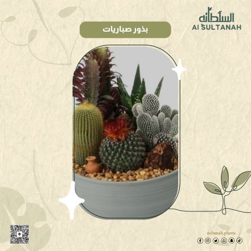 بذور صباريات