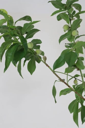 شتلات خوخ فلوريدا