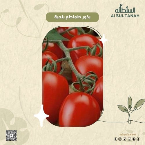 بذور طماطم بلحية (25بذرة)