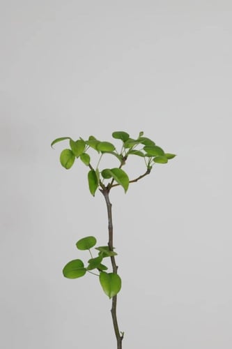 شتلات كمثرى مطعمة